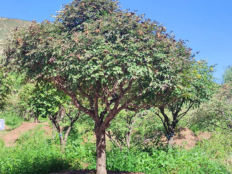牡丹樹