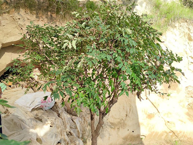 牡丹樹